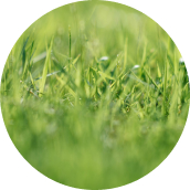 Green-Grassy